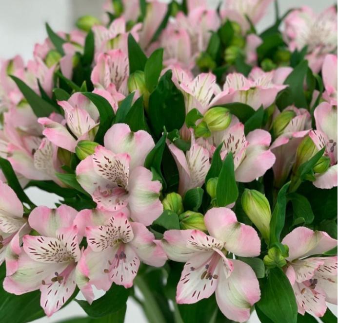 百合没有阳光能开花吗,花期需要晒太阳吗,什么花常年开花又耐阴? 百合没有阳光能开花吗,花期需要晒太阳吗,什么花常年开花又耐阴?