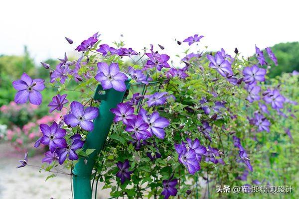 长春蔓开花吗，长春蔓和常春藤一样吗?