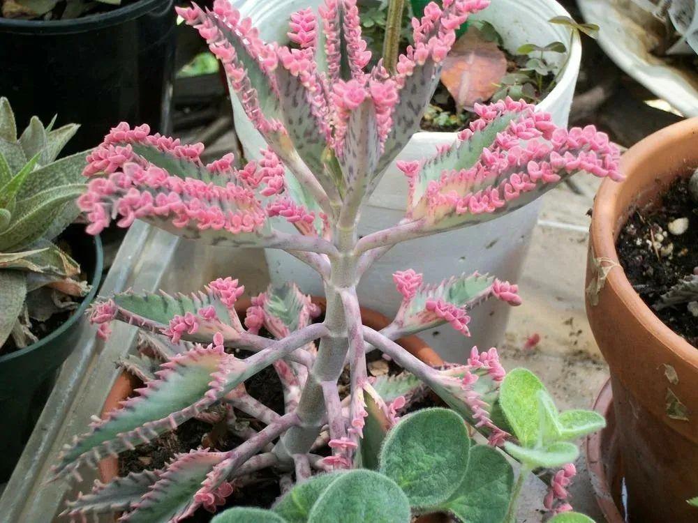 落地生根怎么养才能开花,长寿花怎么养才能爆盆? 落地生根怎么养才能开花,长寿花怎么养才能爆盆?