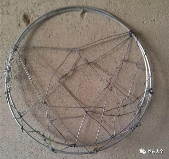 百万小铃的繁殖方法，什么时候扦插，金鱼吊兰的扦插方法和注意事项?