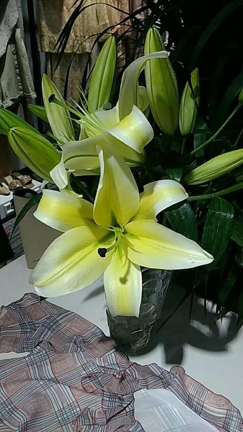 百合花长太高怎么处理,百合徒长能导致不开花吗,百合打顶图解? 百合花长太高怎么处理,百合徒长能导致不开花吗,百合打顶图解?