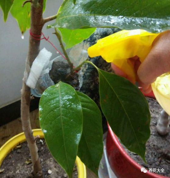 白兰花什么时候开花，地栽白兰花过冬?