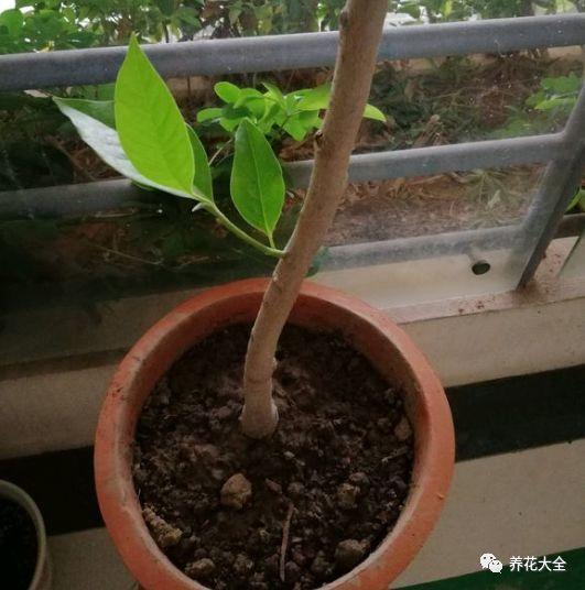 白兰花什么时候开花，地栽白兰花过冬?