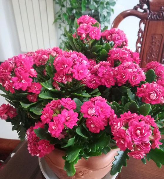 长寿花怎么养才能开花,不开花是什么原因呢,如何让长寿花爆盆开花? 长寿花怎么养才能开花,不开花是什么原因呢,如何让长寿花爆盆开花?
