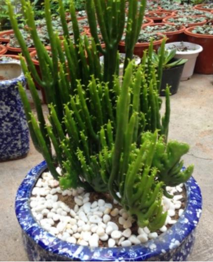 百合没有阳光能开花吗,花期需要晒太阳吗,什么花常年开花又耐阴? 百合没有阳光能开花吗,花期需要晒太阳吗,什么花常年开花又耐阴?