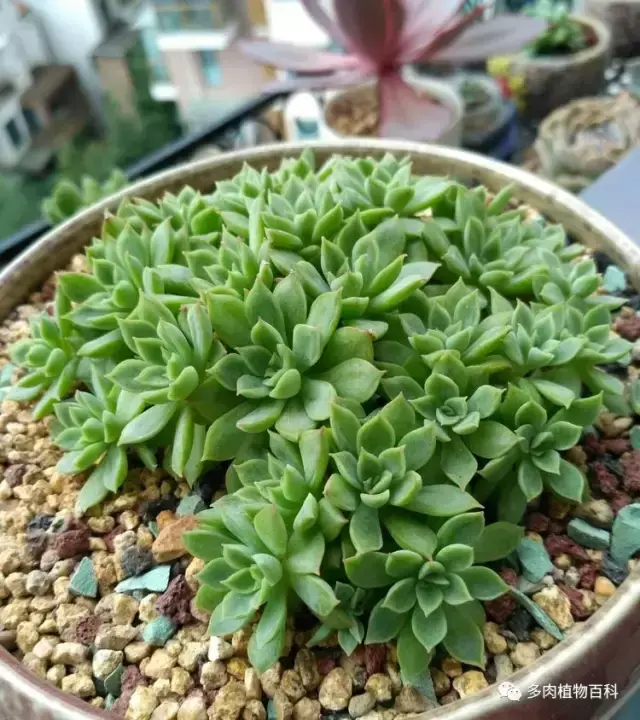碧玉莲如何度夏,碧玉莲叶子瘪了怎么办? 碧玉莲如何度夏,碧玉莲叶子瘪了怎么办?