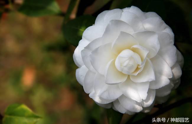 如何使茶梅在元旦开花，茶梅开白花怎么办?