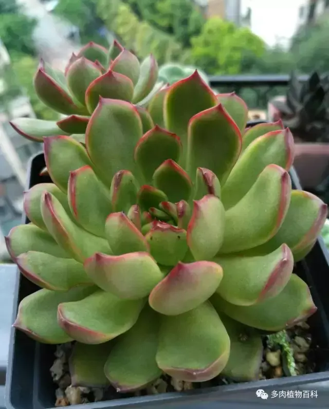 碧玉莲如何度夏,碧玉莲叶子瘪了怎么办? 碧玉莲如何度夏,碧玉莲叶子瘪了怎么办?