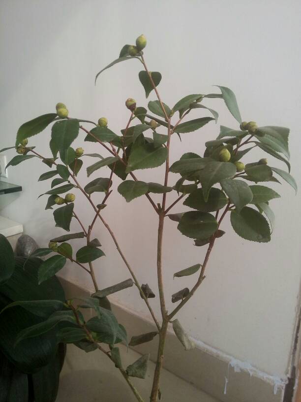 茶花换盆后掉叶怎么办,茶花怎么服盆,茶花叶子掉光了能活吗? 茶花换盆后掉叶怎么办,茶花怎么服盆,茶花叶子掉光了能活吗?
