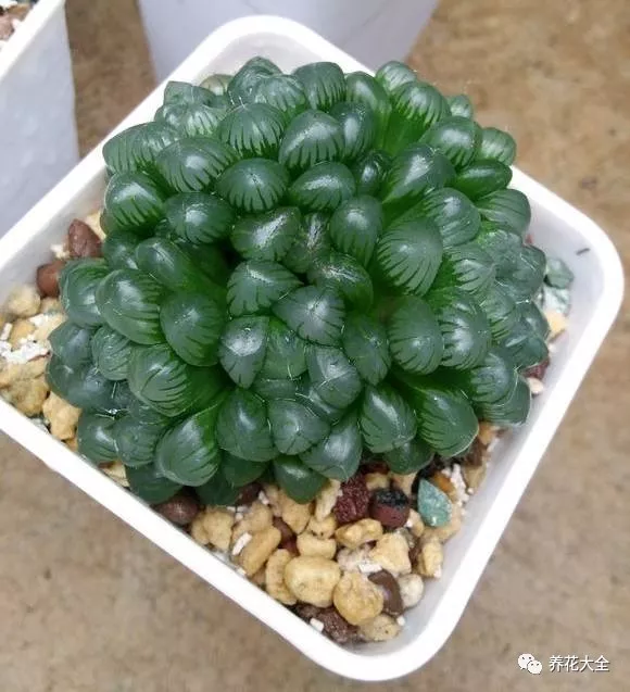 冰灯玉露怎么繁殖,冰灯玉露怎么爆盆? 冰灯玉露怎么繁殖,冰灯玉露怎么爆盆?