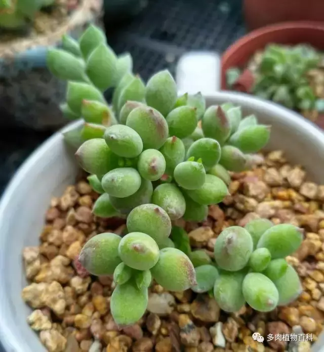 碧玉莲如何度夏,碧玉莲叶子瘪了怎么办? 碧玉莲如何度夏,碧玉莲叶子瘪了怎么办?