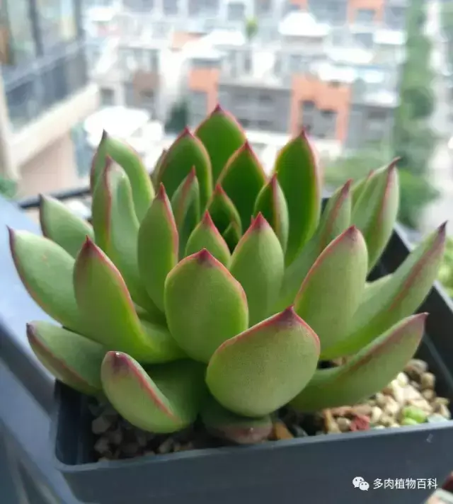 碧玉莲如何度夏,碧玉莲叶子瘪了怎么办? 碧玉莲如何度夏,碧玉莲叶子瘪了怎么办?