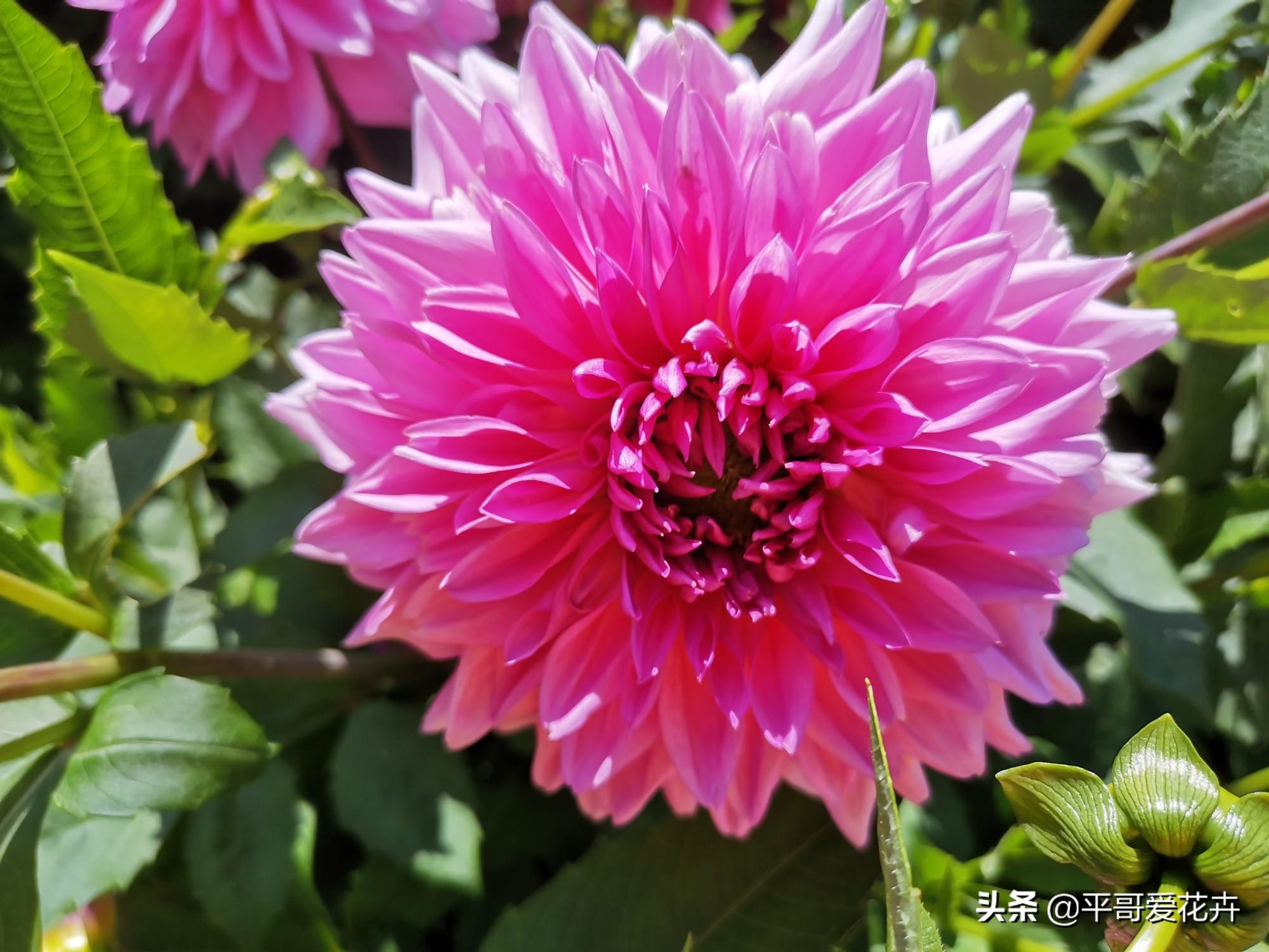 大丽花怎么过冬，冬天用挖出来吗，大丽花能活几年?