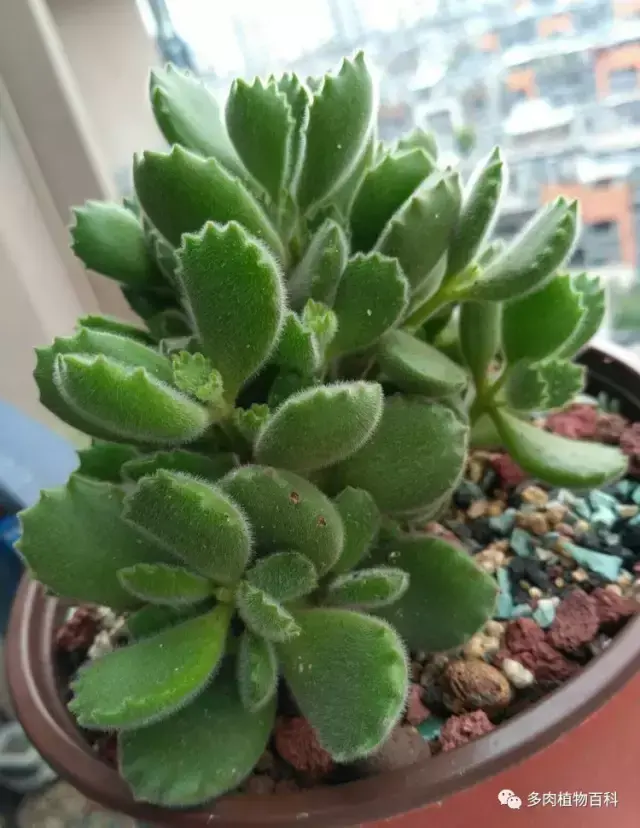 碧玉莲如何度夏,碧玉莲叶子瘪了怎么办? 碧玉莲如何度夏,碧玉莲叶子瘪了怎么办?