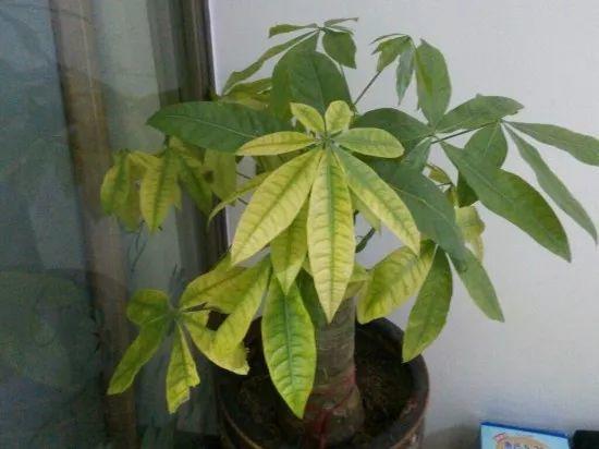 家养发财树怎样过冬，能用硫酸亚铁水浇吗，招财树冬天怎么养?