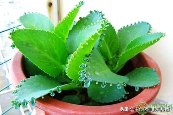 落地生根怎么施肥，生根肥什么时候施最好?