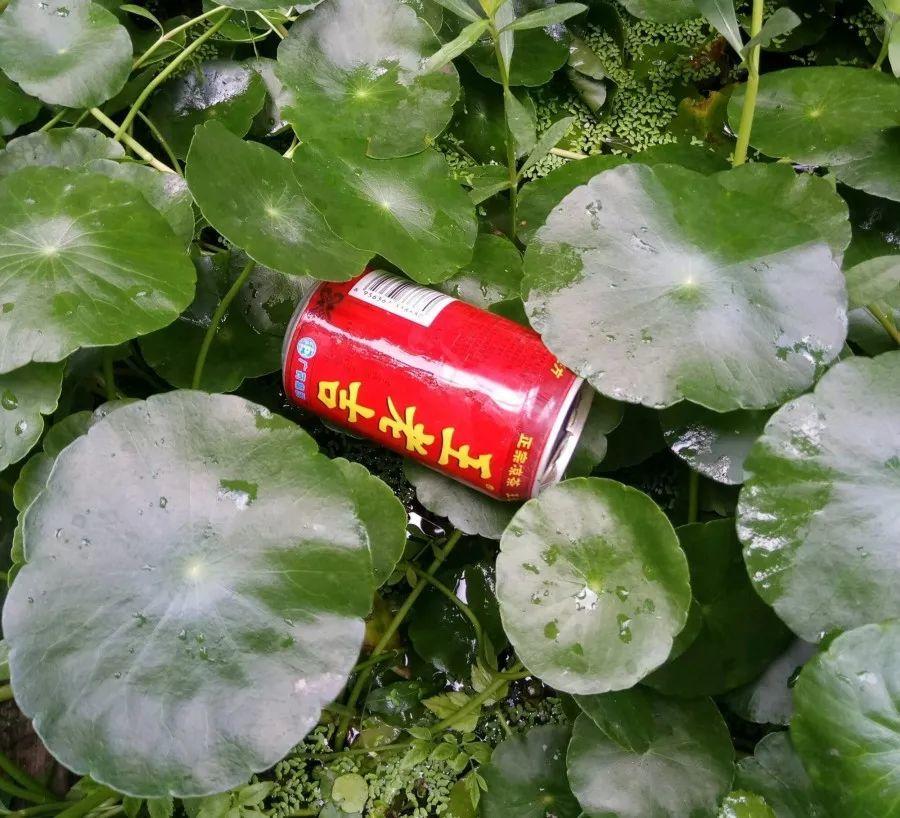 长寿花施肥方法,用什么肥好,长寿花用什么肥好什么时候施肥合适? 长寿花施肥方法,用什么肥好,长寿花用什么肥好什么时候施肥合适?