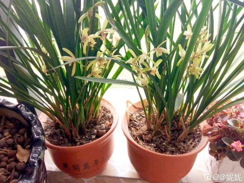 春兰怎么养才能开花，春兰品种大全?
