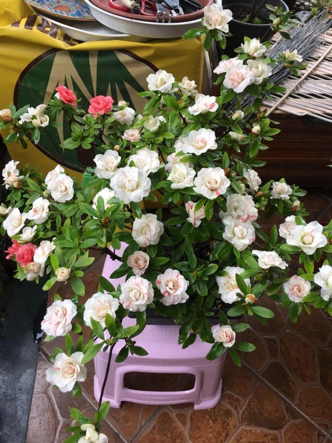 长寿花花谢后如何修剪,怎么处理,杜鹃花花谢后怎样修剪? 长寿花花谢后如何修剪,怎么处理,杜鹃花花谢后怎样修剪?