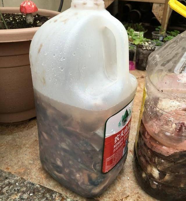 茶花施肥用什么肥料,茶花施肥过多怎么办,种茶花用什么肥料最好? 茶花施肥用什么肥料,茶花施肥过多怎么办,种茶花用什么肥料最好?