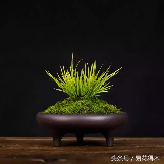 花菖蒲怎么修剪，菖蒲开花图片?