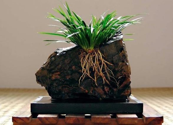 菖蒲怎么浇水，菖蒲叶尖干枯怎么办?