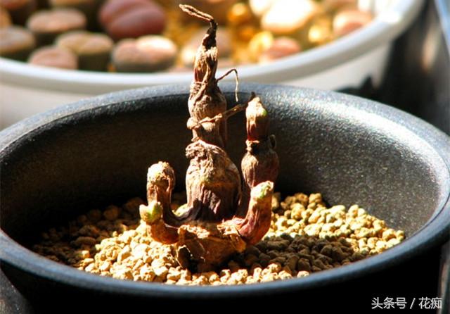 碧光环会开花吗,碧光环老桩? 碧光环会开花吗,碧光环老桩?