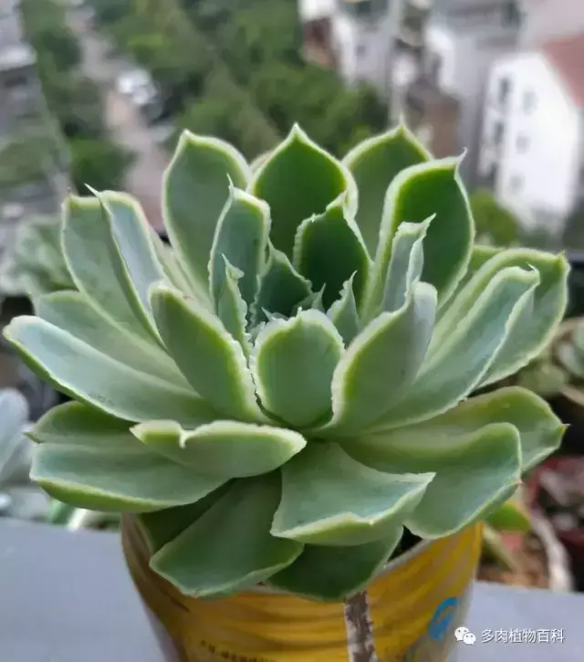 碧玉莲如何度夏,碧玉莲叶子瘪了怎么办? 碧玉莲如何度夏,碧玉莲叶子瘪了怎么办?