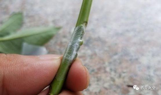 茶梅怎么扦插，茶梅扦插生根最快方法?