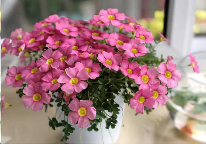 百合没有阳光能开花吗,花期需要晒太阳吗,什么花常年开花又耐阴? 百合没有阳光能开花吗,花期需要晒太阳吗,什么花常年开花又耐阴?