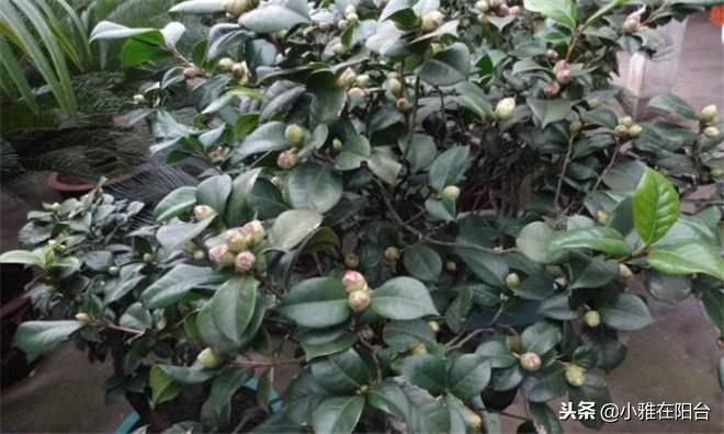 茶花浇水的正确方法,茶花浇水多了怎么补救,茶花的浇水技巧? 茶花浇水的正确方法,茶花浇水多了怎么补救,茶花的浇水技巧?