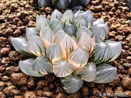 冰灯玉露怎么施肥，10万以上的冰灯玉露?