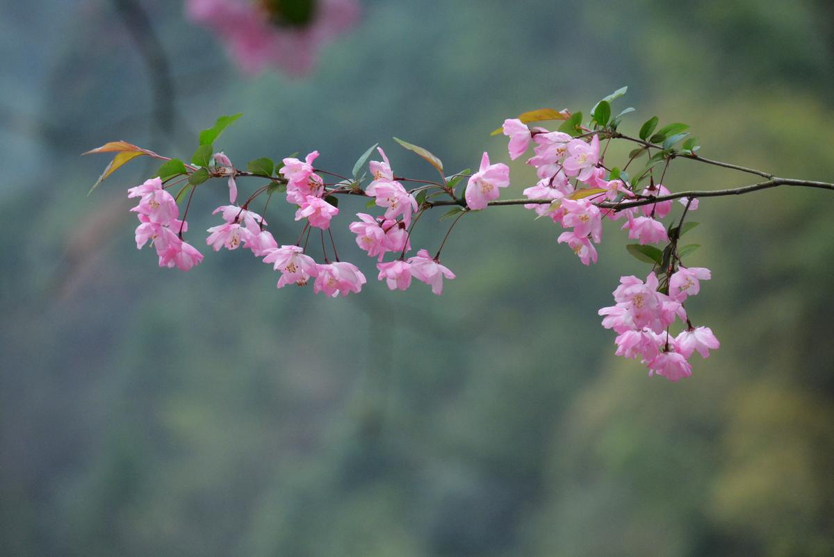怎么让垂枝海棠二次开花,皇家美人垂枝海棠? 怎么让垂枝海棠二次开花,皇家美人垂枝海棠?