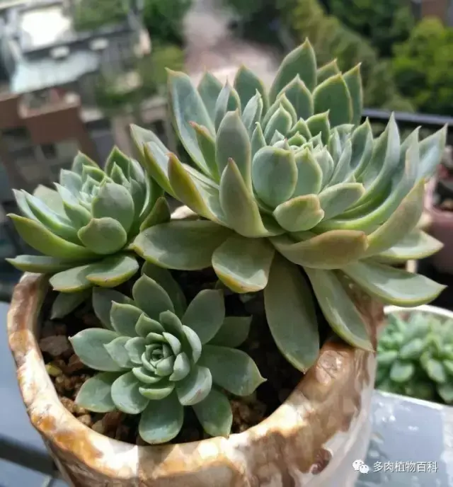碧玉莲如何度夏,碧玉莲叶子瘪了怎么办? 碧玉莲如何度夏,碧玉莲叶子瘪了怎么办?