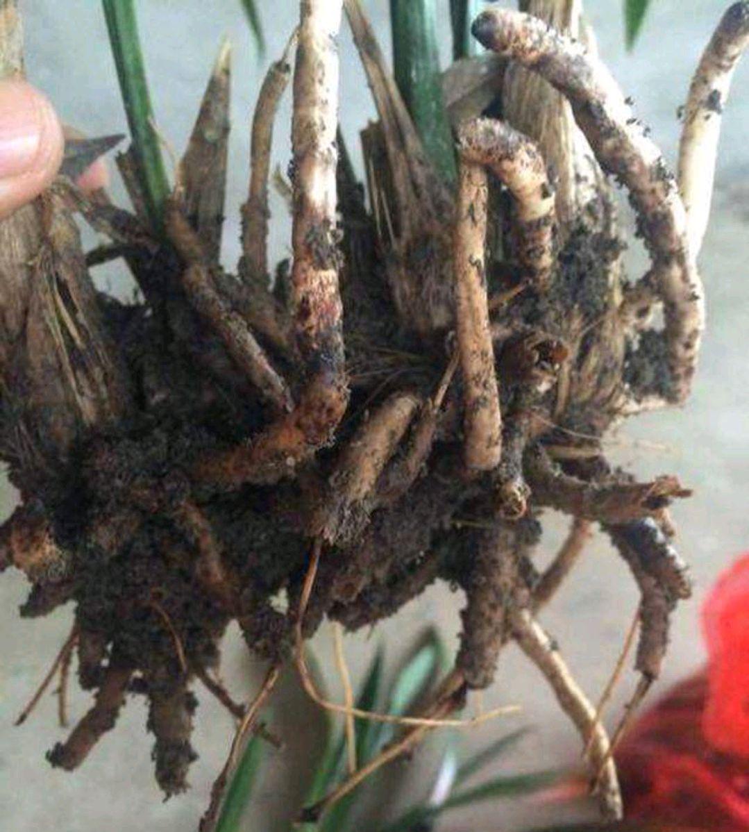 不夜城的分株繁殖,蝴蝶兰是怎么繁殖的? 不夜城的分株繁殖,蝴蝶兰是怎么繁殖的?