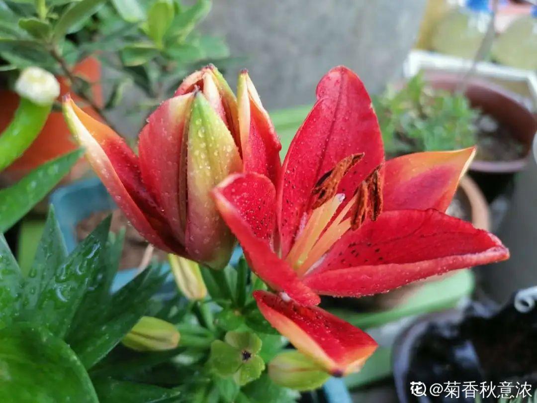 落地生根怎么浇水,落地生根盆栽怎么养? 落地生根怎么浇水,落地生根盆栽怎么养?