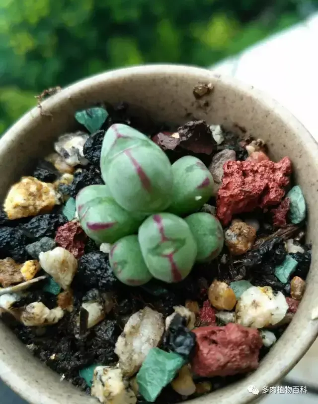 碧玉莲如何度夏,碧玉莲叶子瘪了怎么办? 碧玉莲如何度夏,碧玉莲叶子瘪了怎么办?