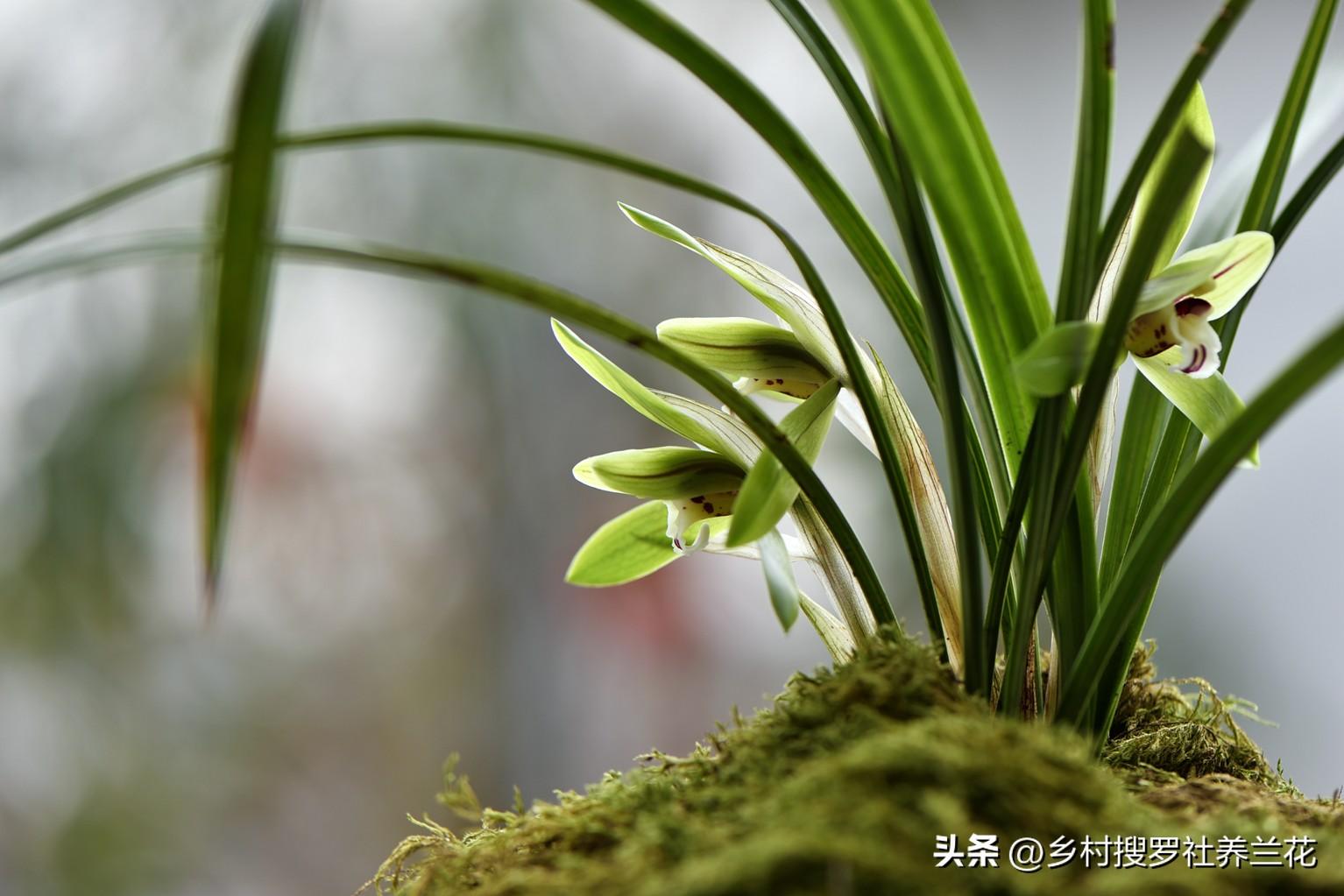 春兰怎么繁殖，兰花种子繁殖技术?