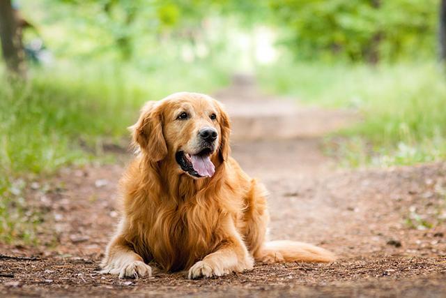 金毛是猎犬吗(金毛战斗力被严重低估)