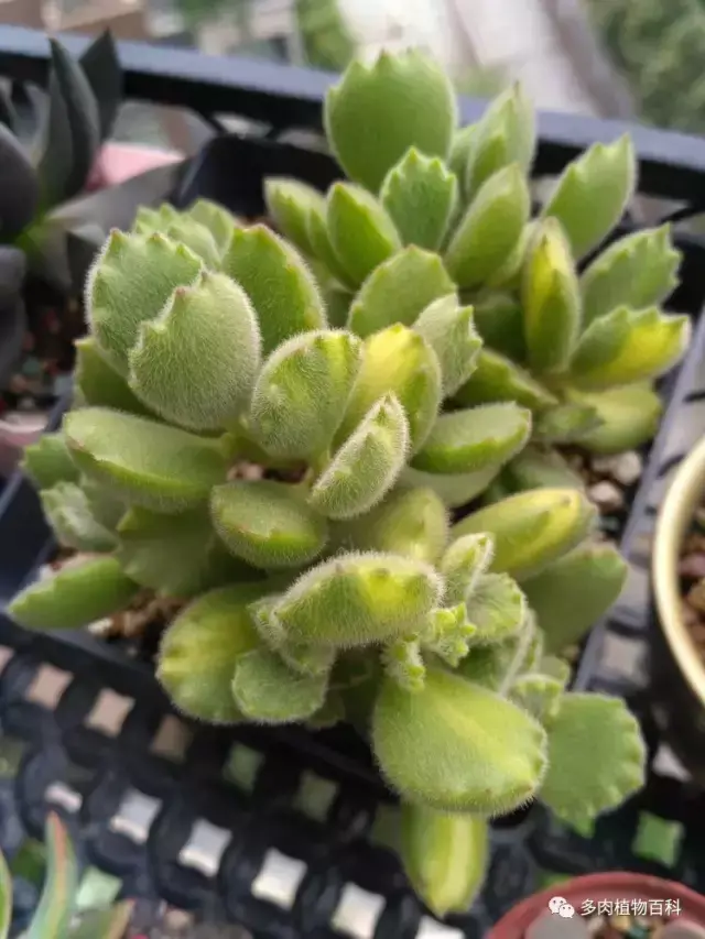 碧玉莲如何度夏,碧玉莲叶子瘪了怎么办? 碧玉莲如何度夏,碧玉莲叶子瘪了怎么办?