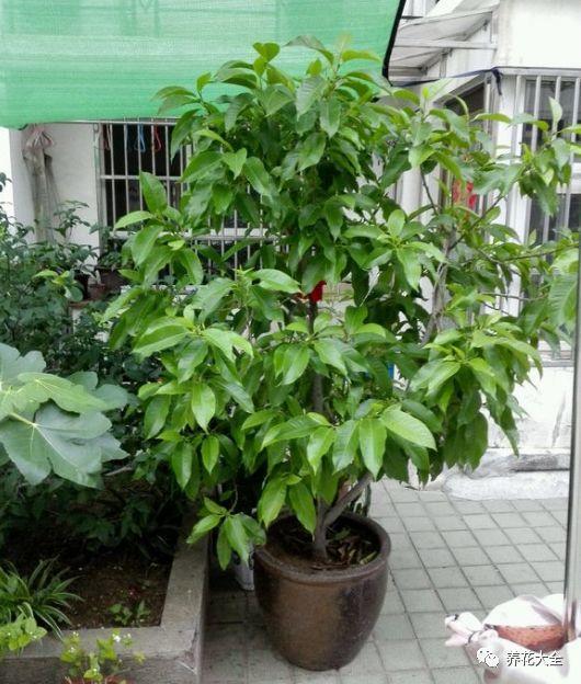 白兰花什么时候开花，地栽白兰花过冬?