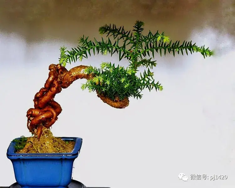 澳洲杉怎么修剪,澳洲杉如何打顶? 澳洲杉怎么修剪,澳洲杉如何打顶?