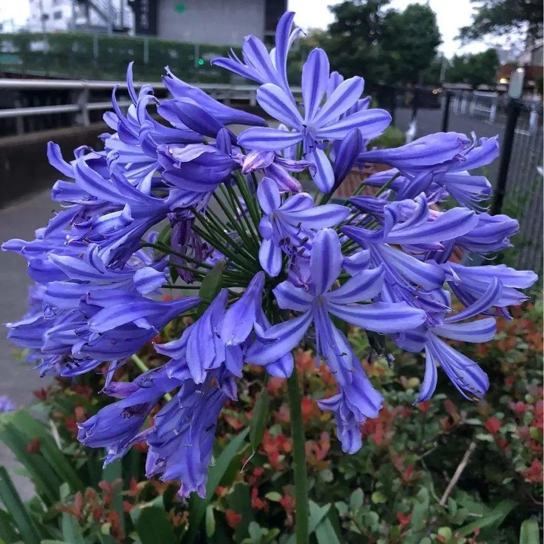 百子莲怎么过冬,百子莲冬天会冻死吗? 百子莲怎么过冬,百子莲冬天会冻死吗?