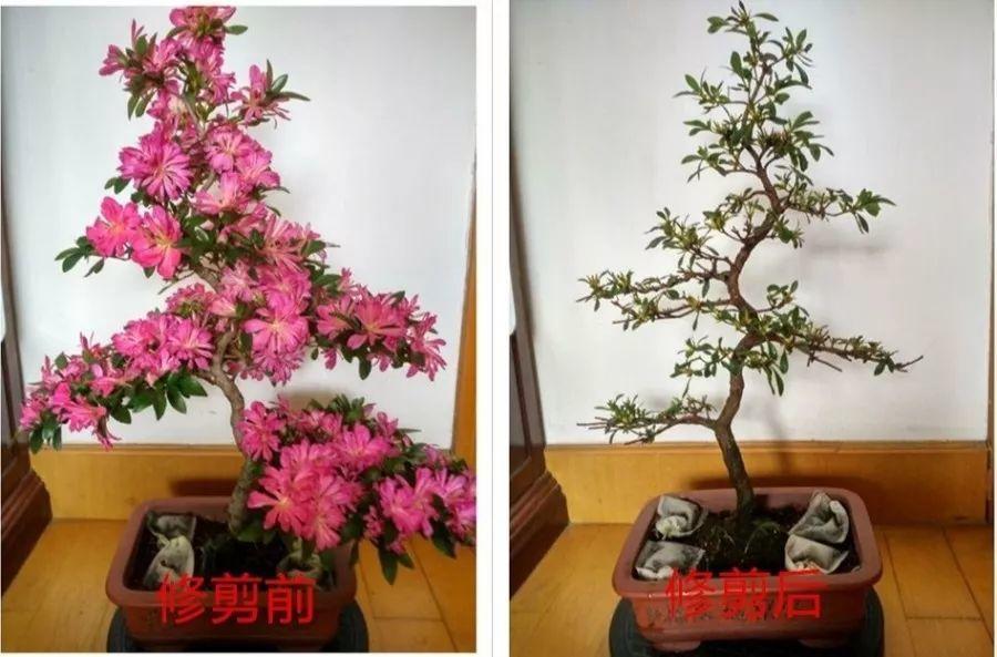 长寿花花谢后如何修剪,怎么处理,杜鹃花花谢后怎样修剪? 长寿花花谢后如何修剪,怎么处理,杜鹃花花谢后怎样修剪?