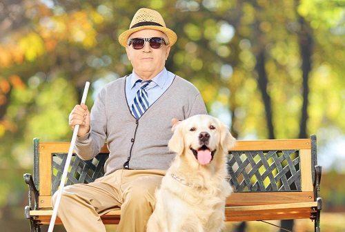 金毛是猎犬吗(金毛战斗力被严重低估)