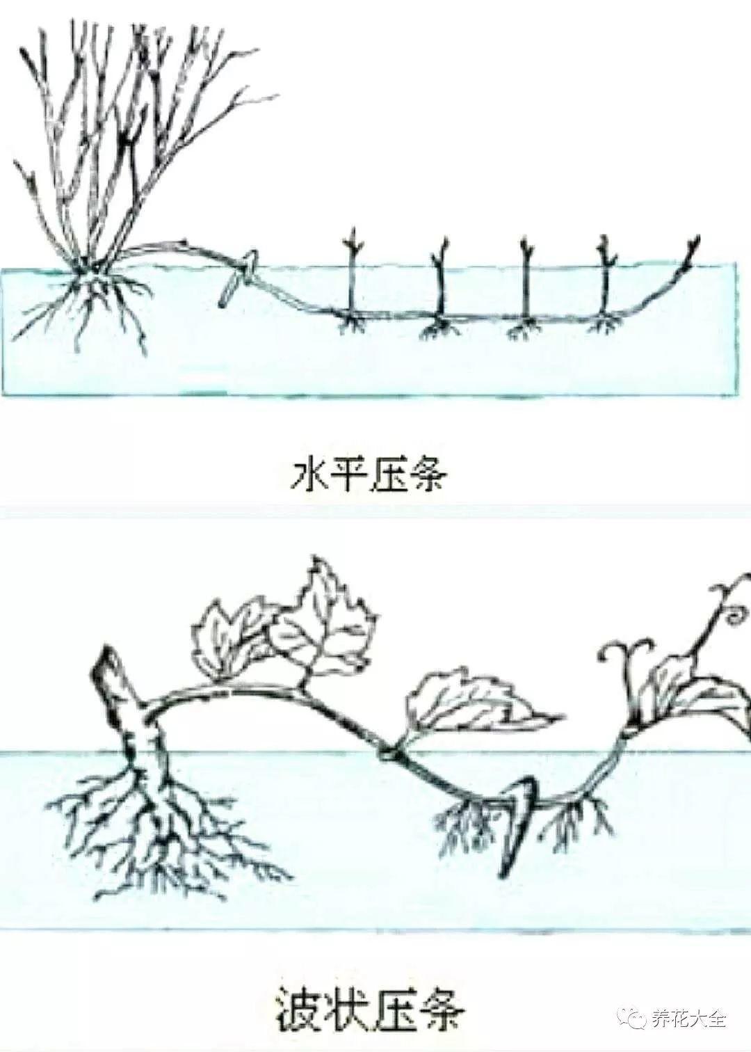 茶梅怎么扦插，茶梅扦插生根最快方法?