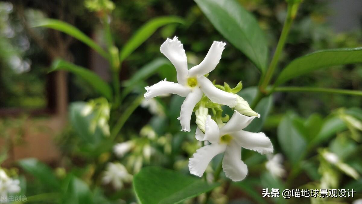长春蔓开花吗，长春蔓和常春藤一样吗?