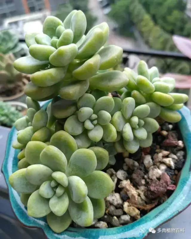 碧玉莲如何度夏,碧玉莲叶子瘪了怎么办? 碧玉莲如何度夏,碧玉莲叶子瘪了怎么办?