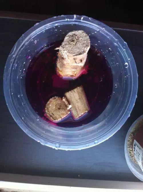 家养发财树怎样过冬，能用硫酸亚铁水浇吗，招财树冬天怎么养?