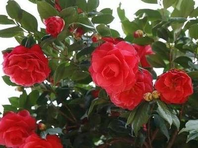 茶花播种到开花的时间,茶花播种时间,茶花为什么花苞不开花? 茶花播种到开花的时间,茶花播种时间,茶花为什么花苞不开花?